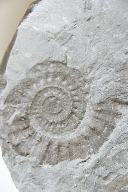 Photo:  ammonite fossil